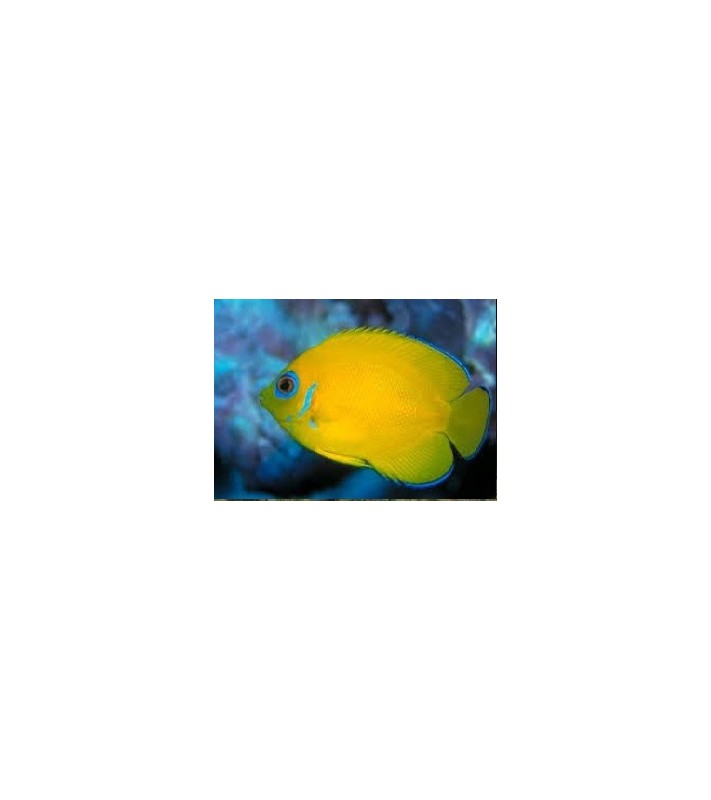 Centropyge flavissima